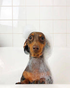 Shampoo para mascotas 500ml