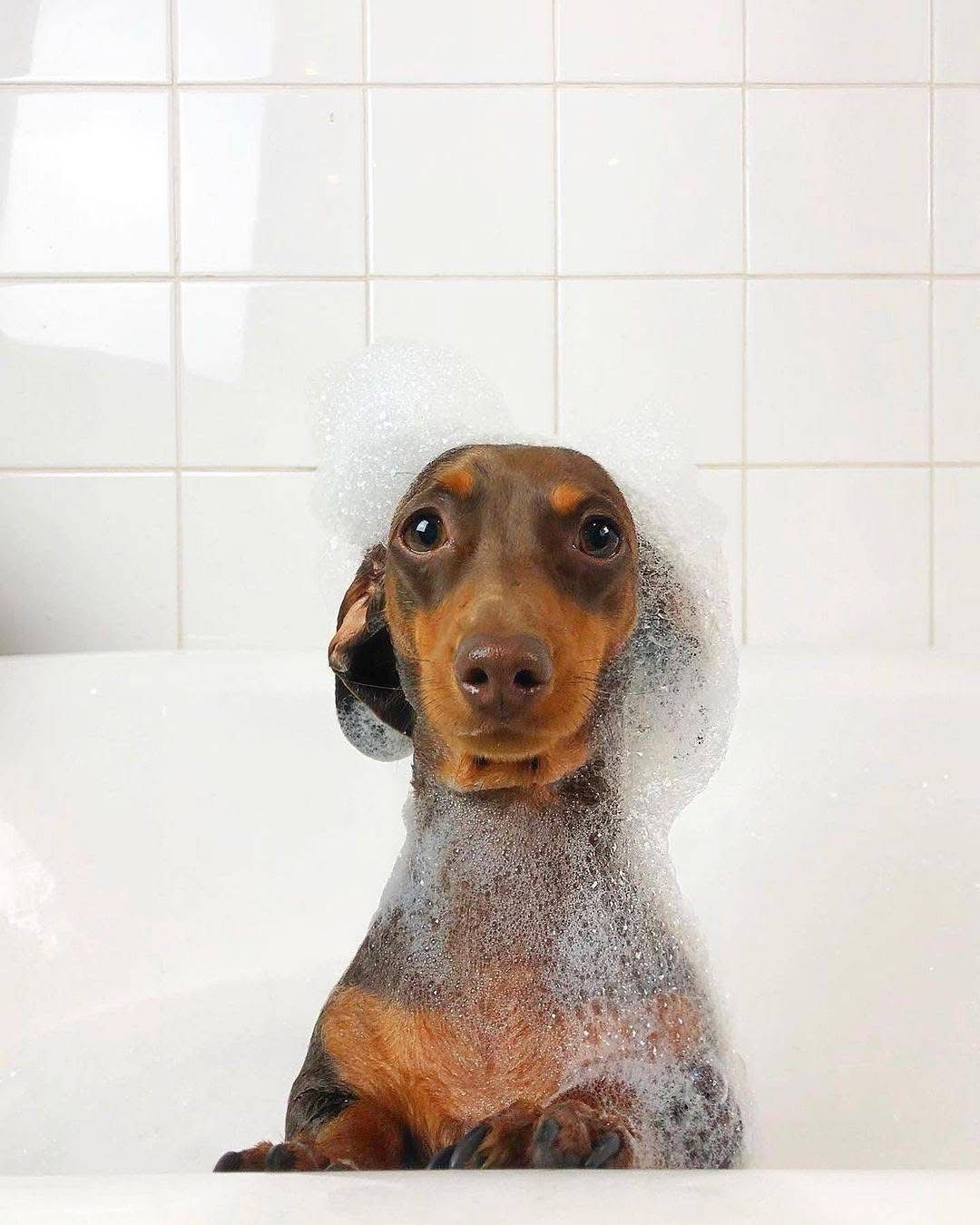 Shampoo para mascotas 500ml