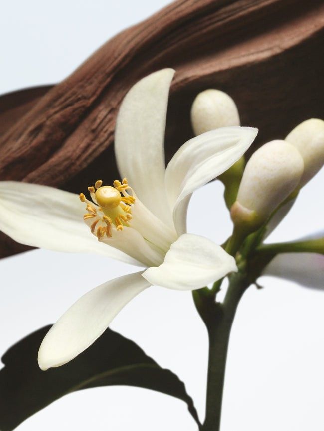 Aromatizante de Hogar en Spray: Amaderado Floral Soft Flowers & Wood 250ml.